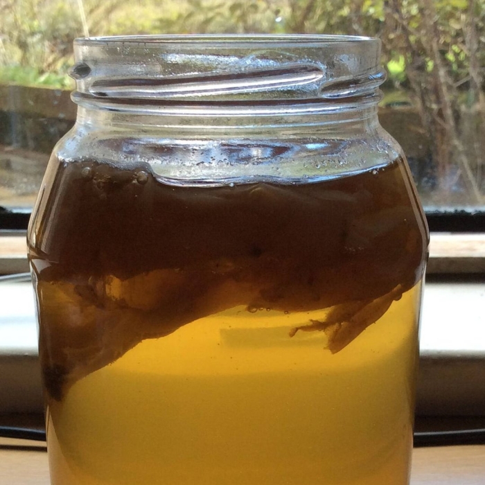 Kombucha чайный гриб
