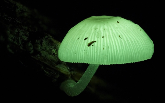 Биолюминесцентный гриб mycena chlorophos
