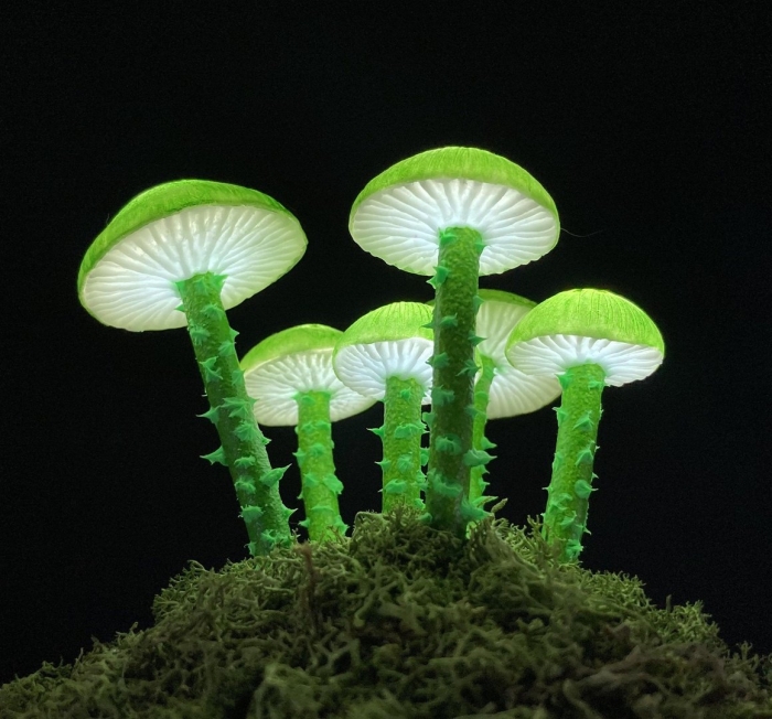 Светящиеся грибы