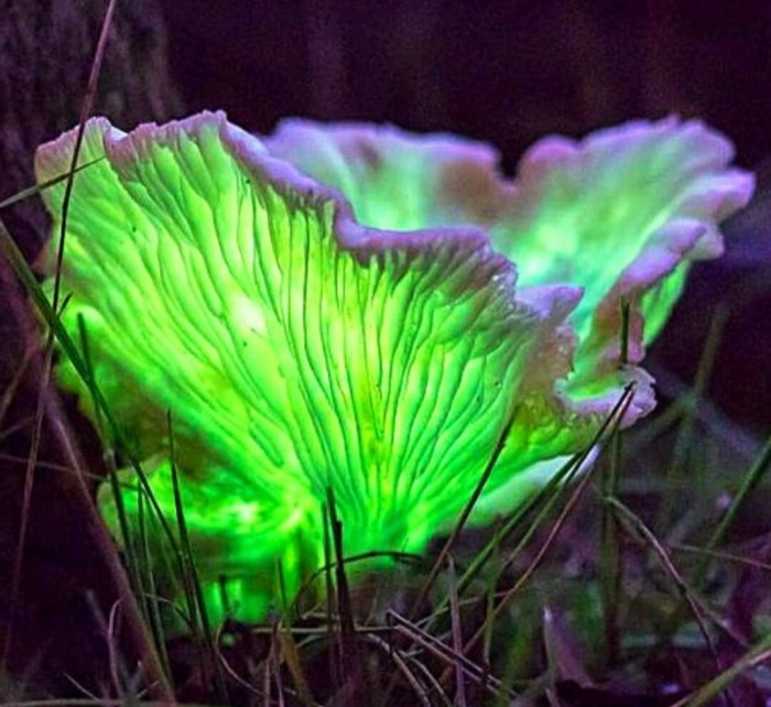 Omphalotus nidiformis