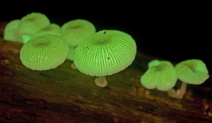 Мицена хлорофос