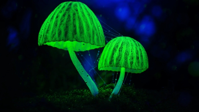 Люминесцентные грибы