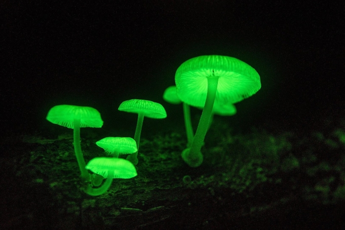 Mycena luxaeterna