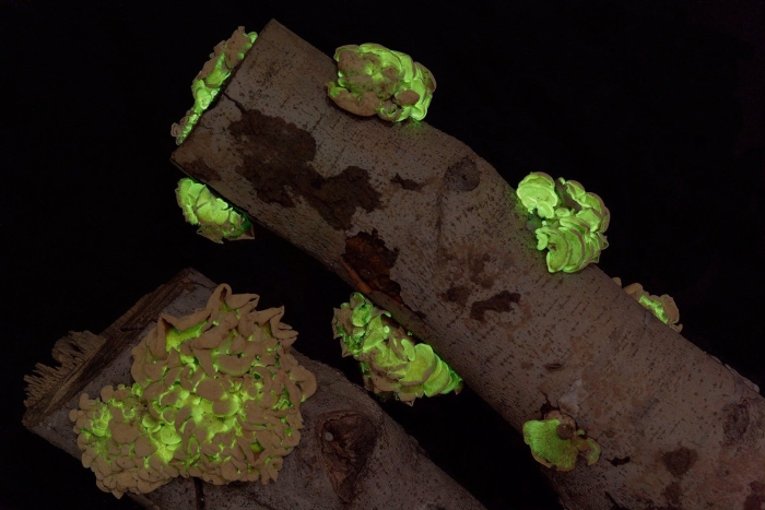 Светящийся гриб panellus stipticus.