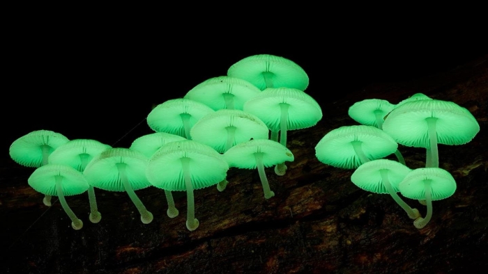 Mycena chlorophos