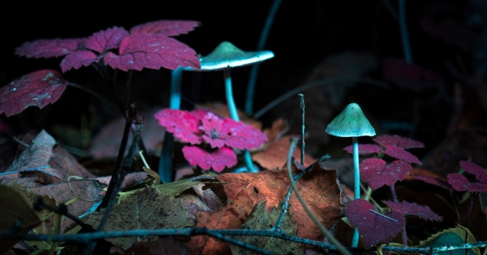 Грибы под ультрафиолетом