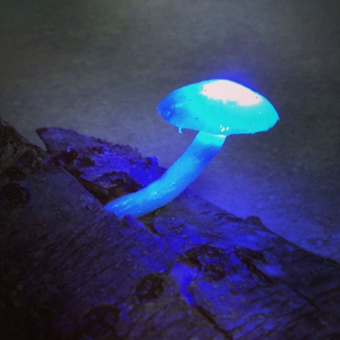 8 светящихся грибов геншин