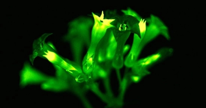 Растения которые светятся в темноте