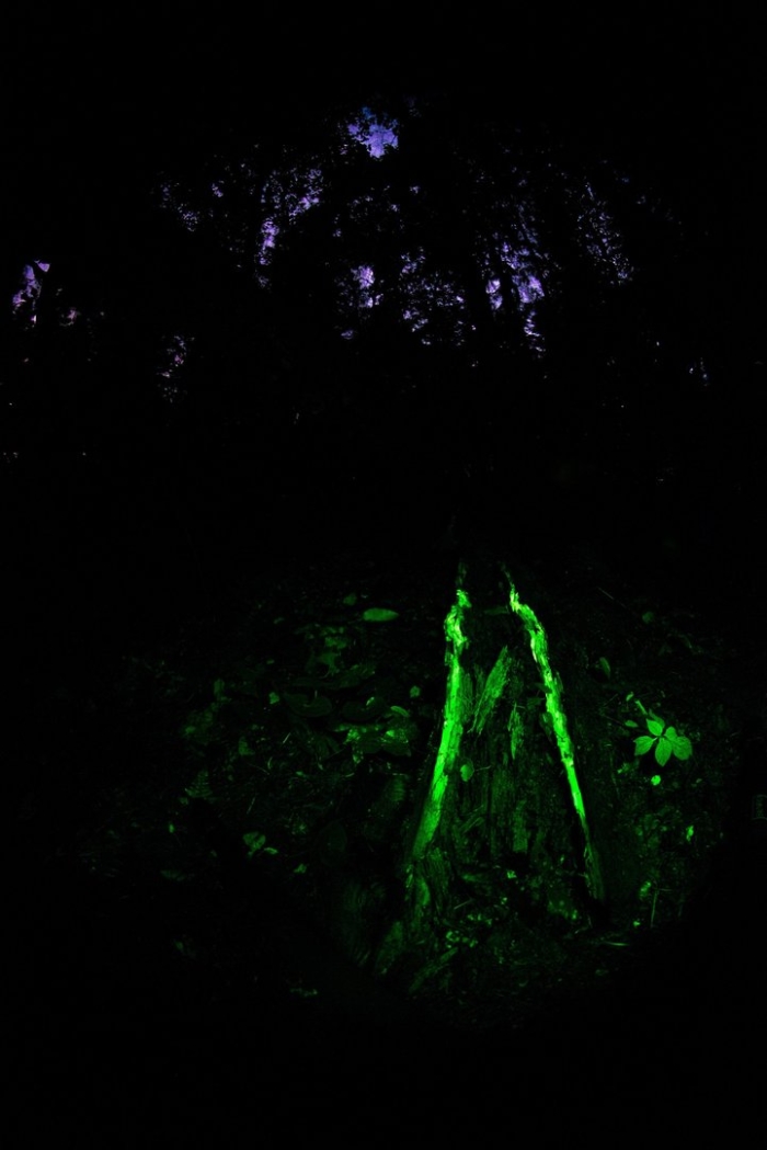Светящийся пень гнилушка