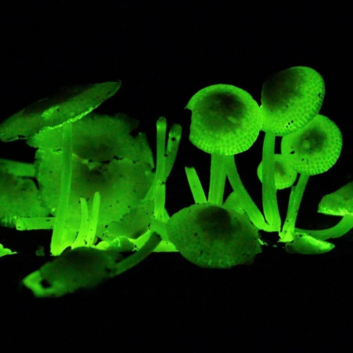 Биолюминесцентные грибы