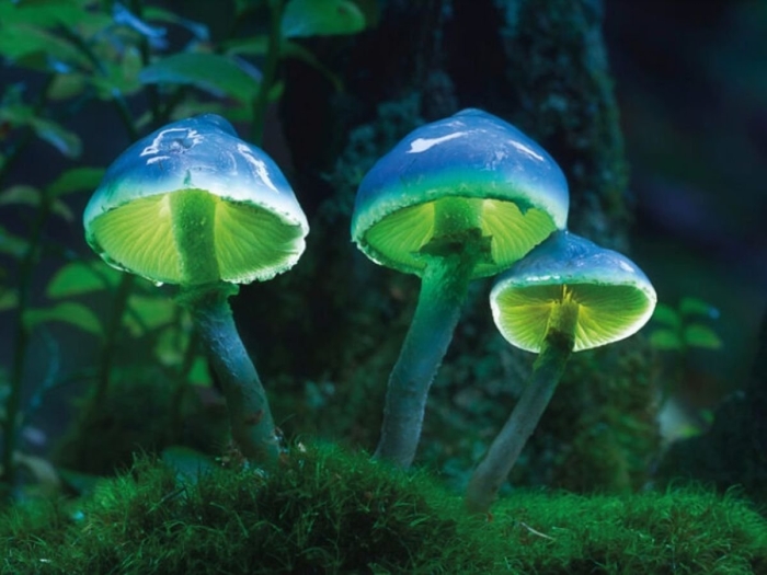 Грибы которые светятся в темноте