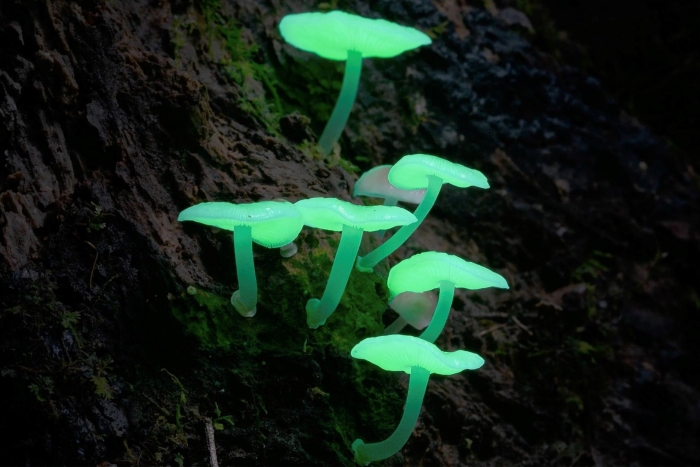 Mycena chlorophos