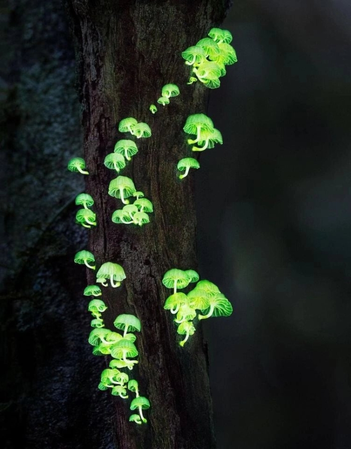 Mycena chlorophos