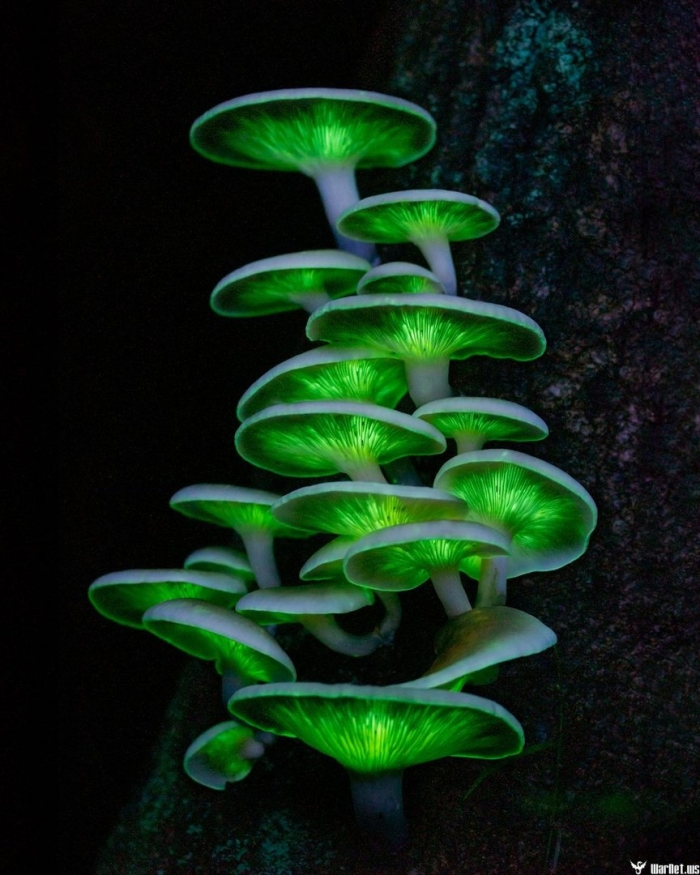 Glowing mushroom