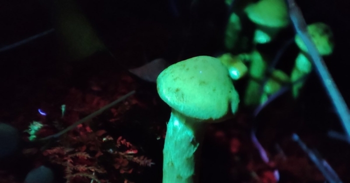 Волшебные грибы фильм 2017