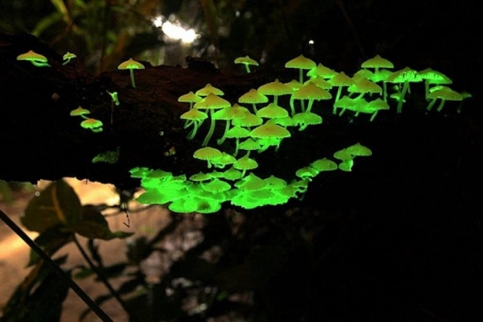 Mycena chlorophos