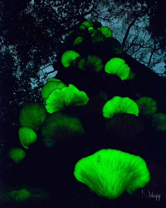 Призрачный гриб omphalotus nidiformis