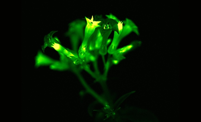 Светящиеся растения