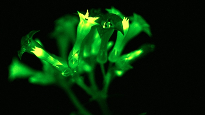 Светящиеся растения