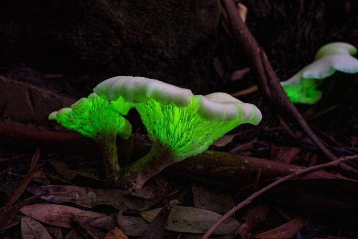 Гипомицес млечниковый