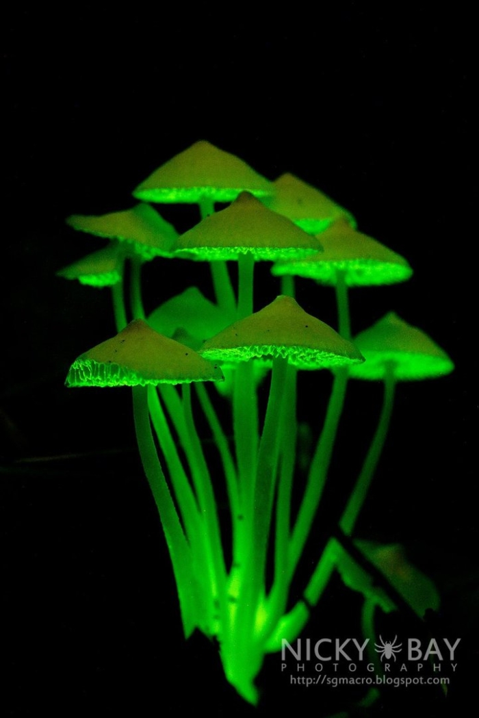 Биолюминесценция грибы