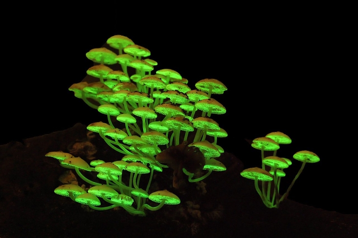 Bioluminescent mushrooms
