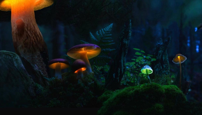 Светящийся гриб