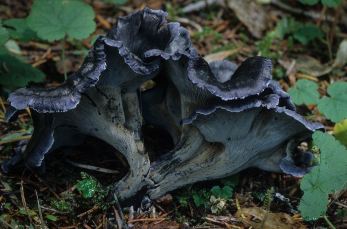 Polyozellus multiplex гриб