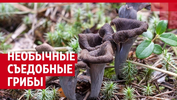 Вороночник рожковидный гриб