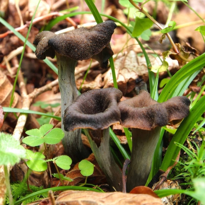 Вороночник рожковидный