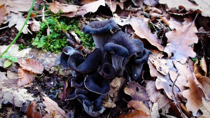 Вороночник рожковидный