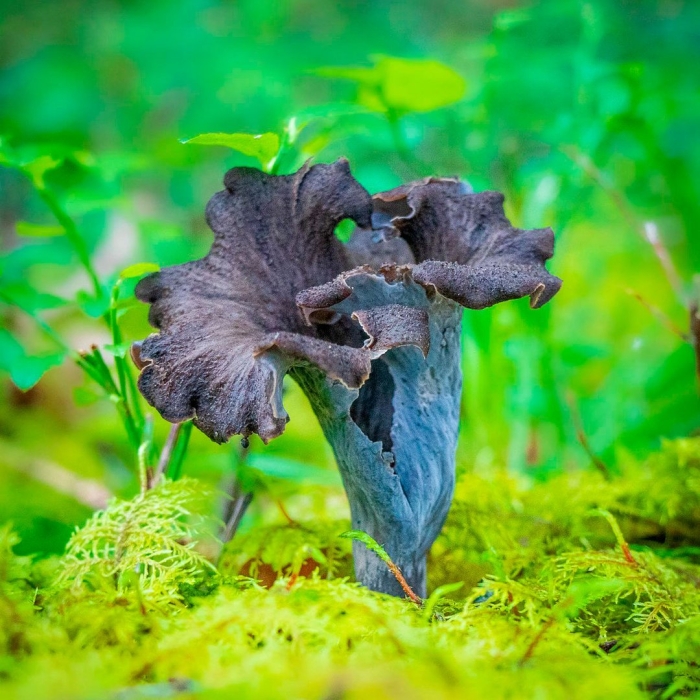 Cantharellus pallens
