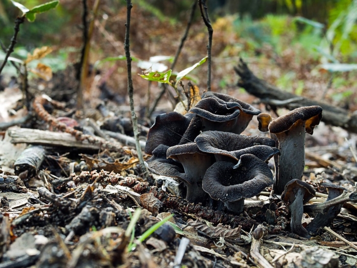 Черный вороночник гриб