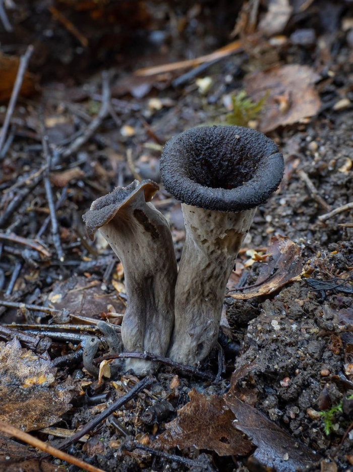 Вороночник рожковидный