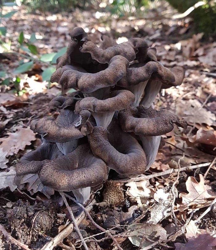 Craterellus cornucopioides