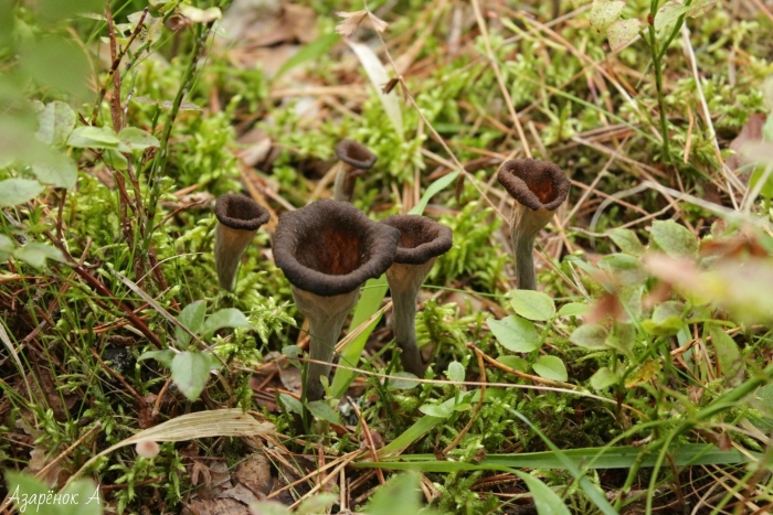 Вороночник трубковидный