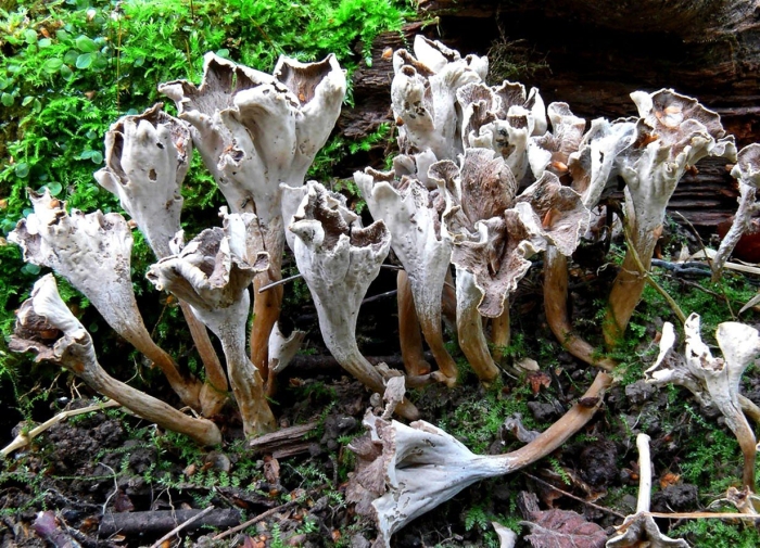 Craterellus sinuosus