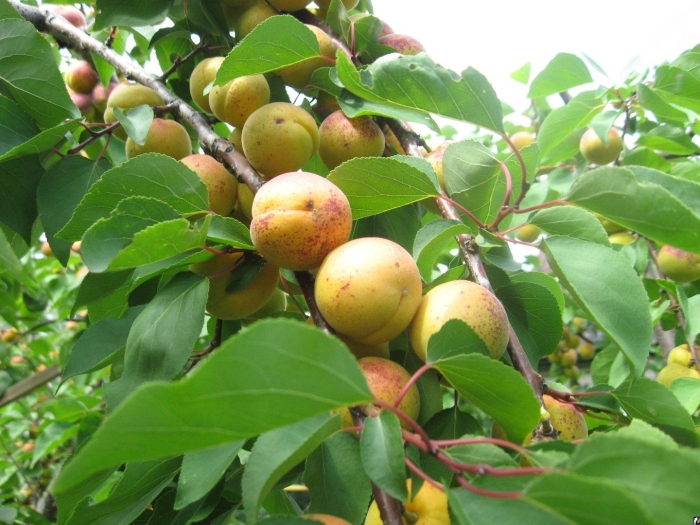 Абрикос жердела