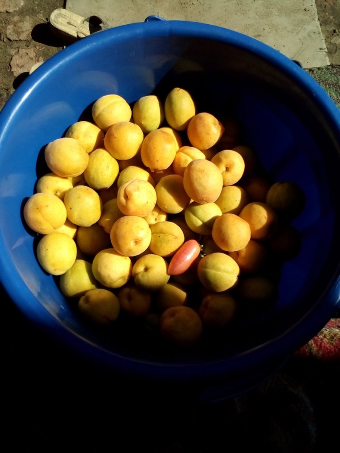 Антильский абрикос