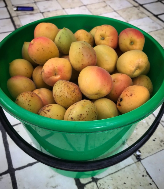 Жерделы и абрикосы