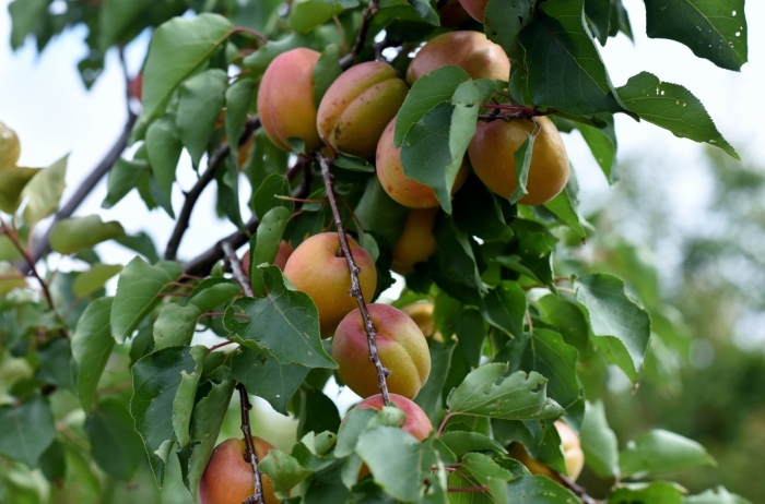 Дикий абрикос жердель