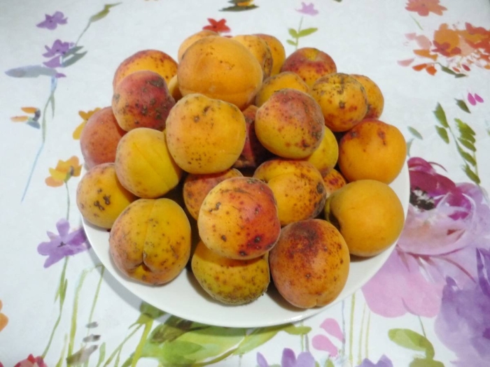 Абрикосы домашние