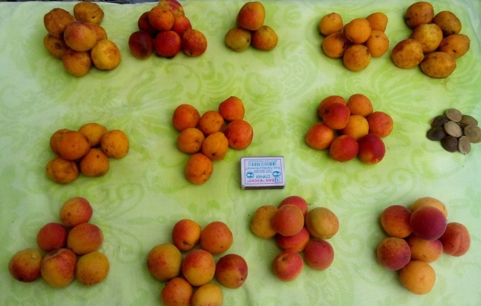 Абрикос жердель