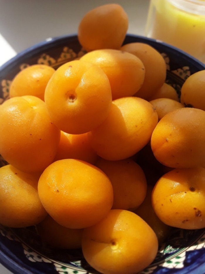 Сорта абрикосов