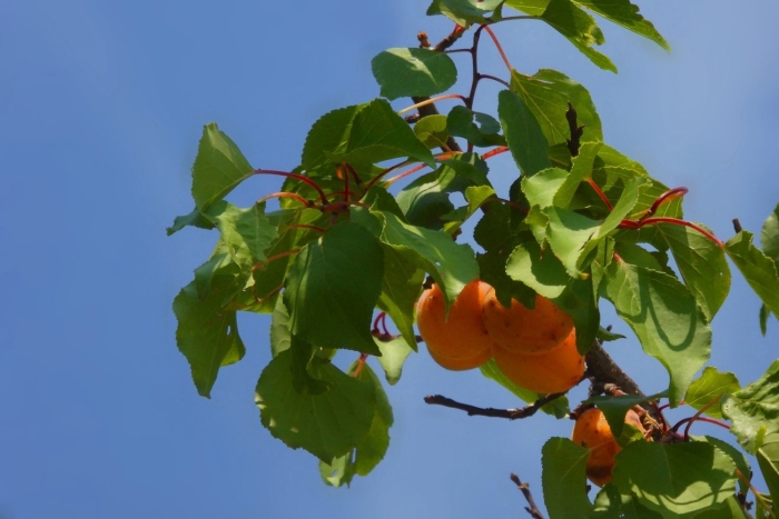 Дикий абрикос