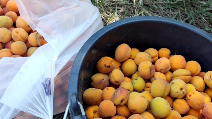 Абрикосы в ведре