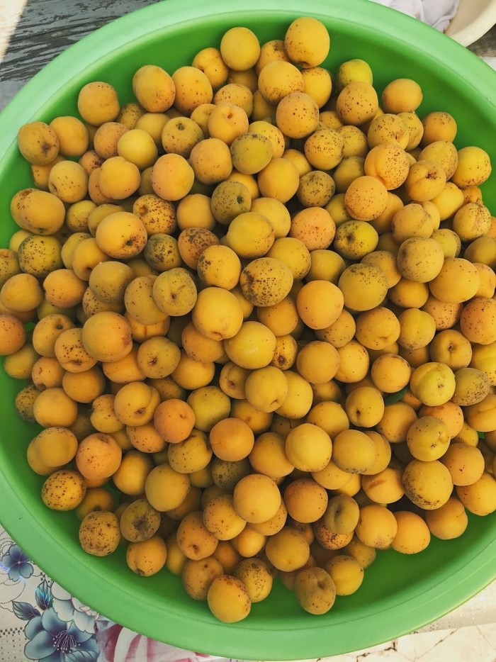 Дикий абрикос жердель