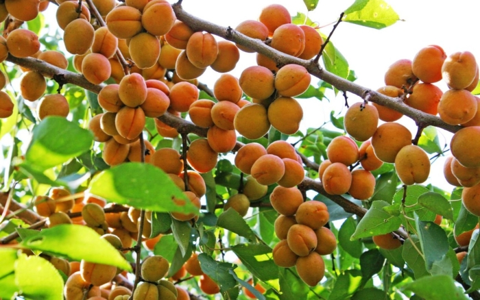 Абрикос гвиани