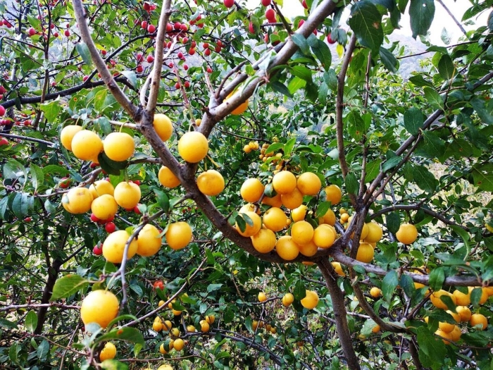 Злато скифов алыча