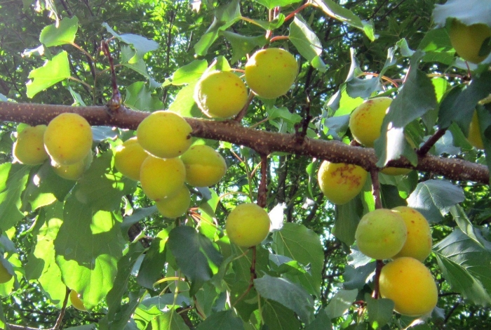 Абрикос жердела